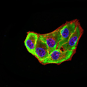 ADORA2A Antibody in Immunocytochemistry (ICC/IF)