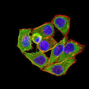 APC1 Antibody in Immunocytochemistry (ICC/IF)