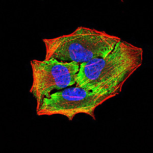 APBA2 Antibody in Immunocytochemistry (ICC/IF)