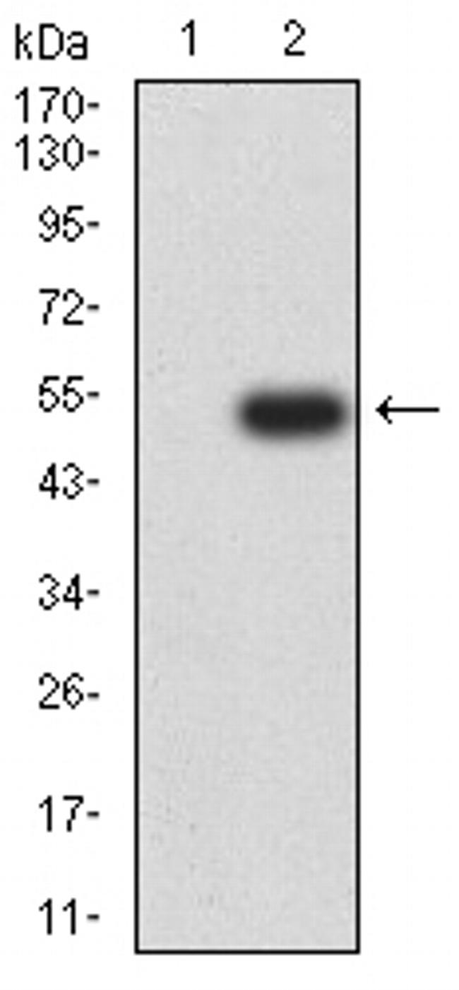 ASF1A Antibody in Western Blot (WB)