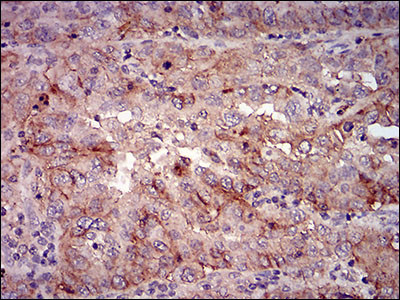 Splunc2 Antibody in Immunohistochemistry (Paraffin) (IHC (P))