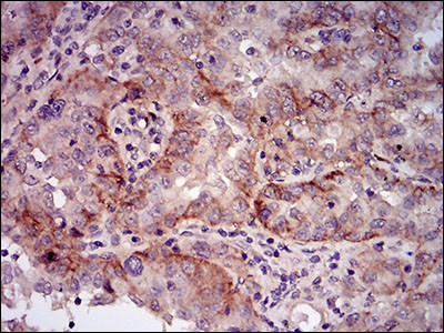 Splunc2 Antibody in Immunohistochemistry (Paraffin) (IHC (P))