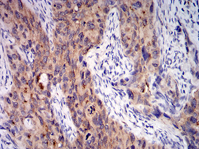 C1QA Antibody in Immunohistochemistry (Paraffin) (IHC (P))