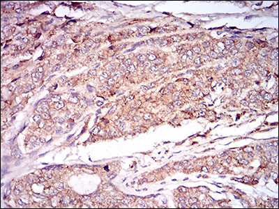 CaMKII gamma Antibody in Immunohistochemistry (Paraffin) (IHC (P))