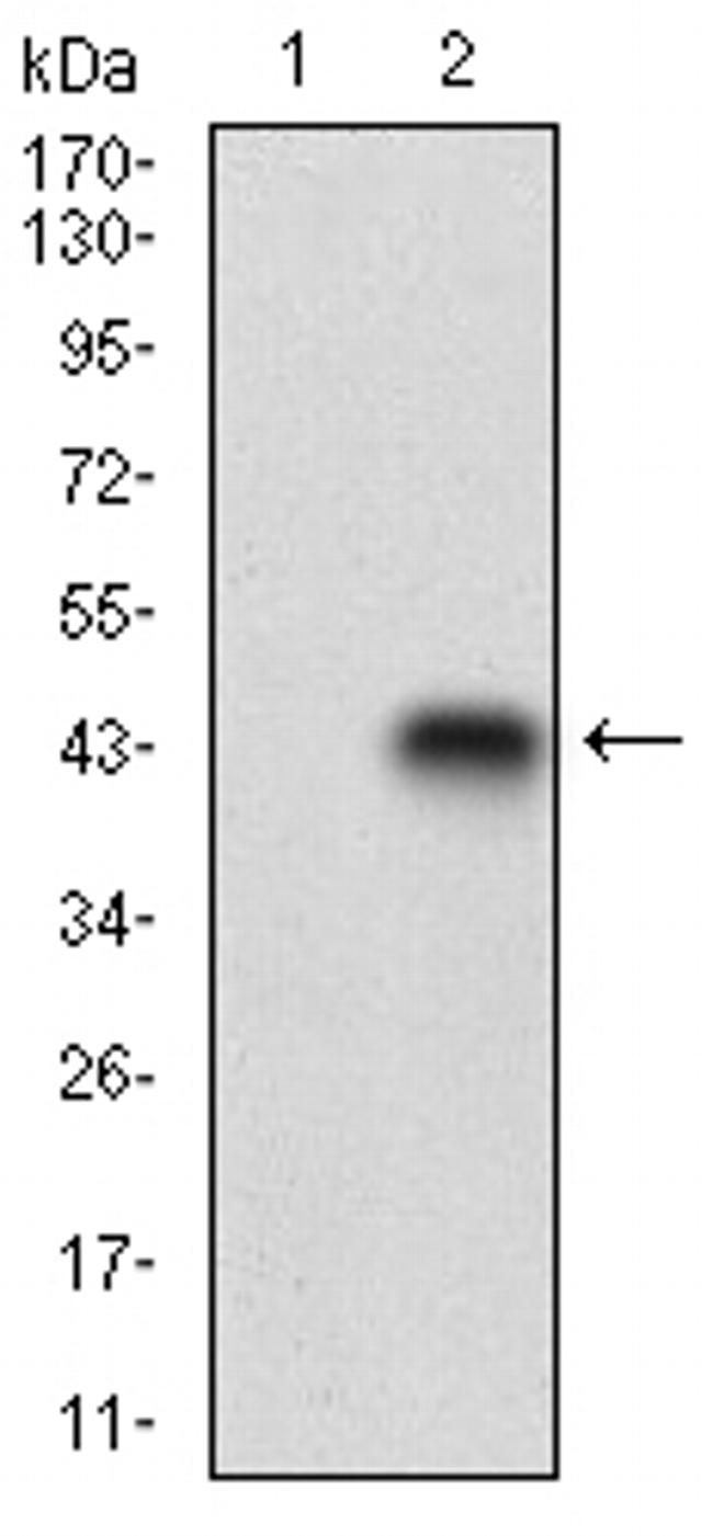 CDX1 Antibody in Western Blot (WB)