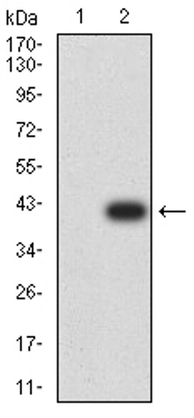 CIRBP Antibody in Western Blot (WB)
