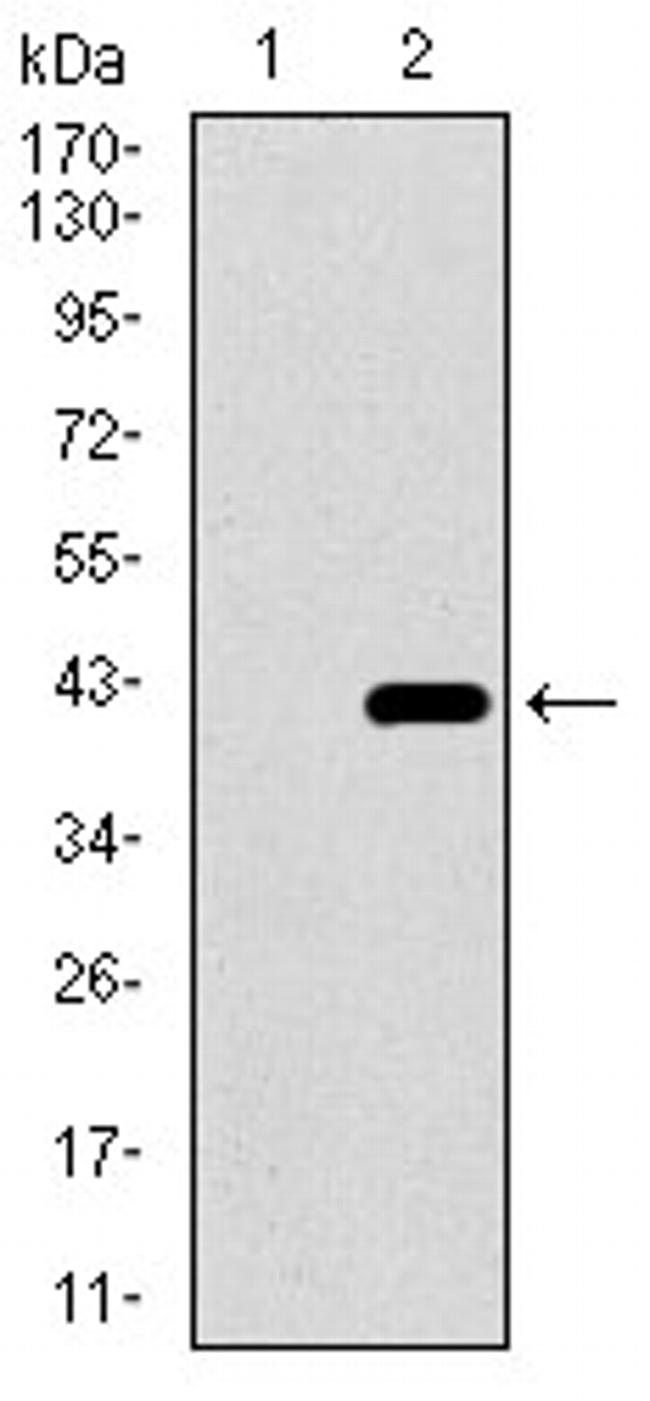 DNAL4 Antibody in Western Blot (WB)
