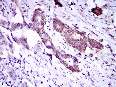 DNAL4 Antibody in Immunohistochemistry (Paraffin) (IHC (P))
