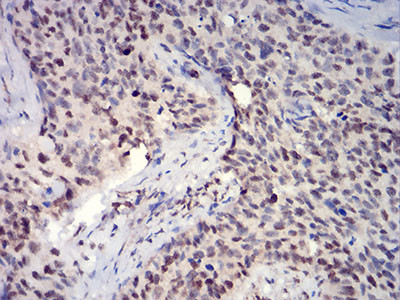 H3K27ac Antibody in Immunohistochemistry (Paraffin) (IHC (P))
