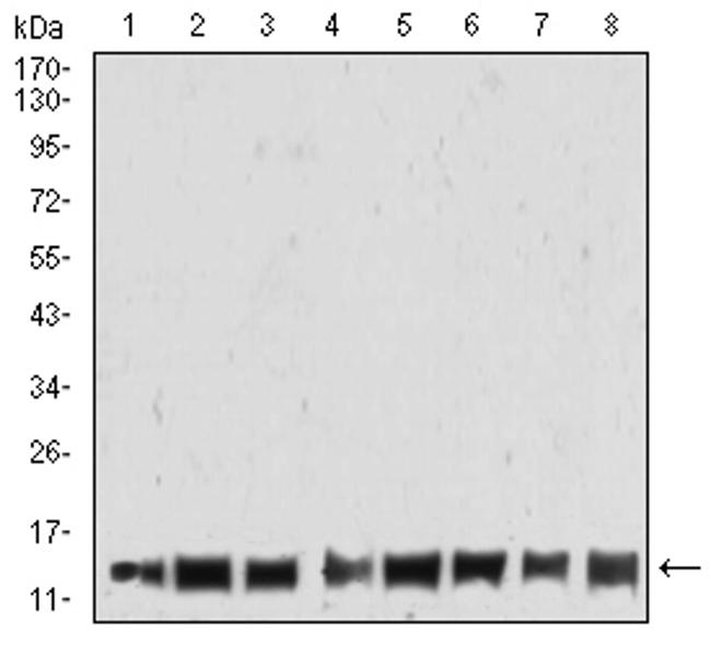 H4K20me3 Antibody in Western Blot (WB)