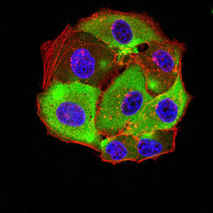 HTR3A Antibody in Immunocytochemistry (ICC/IF)