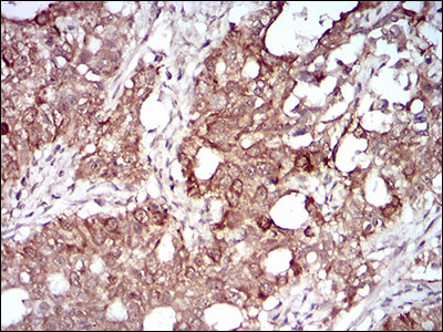 MMEL1 Antibody in Immunohistochemistry (Paraffin) (IHC (P))