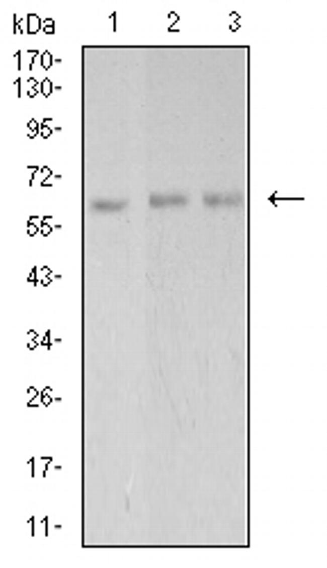 PAK3 Antibody in Western Blot (WB)