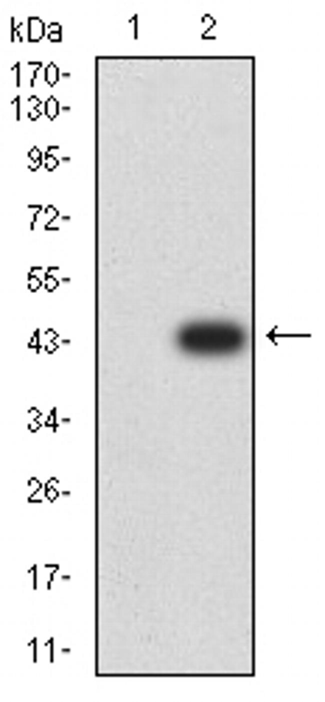 PCDH9 Antibody in Western Blot (WB)
