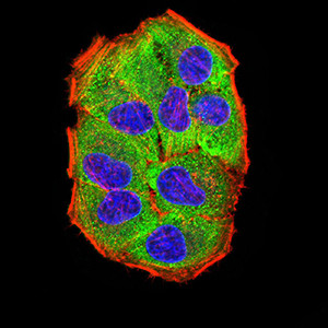 AMPK gamma-3 Antibody in Immunocytochemistry (ICC/IF)