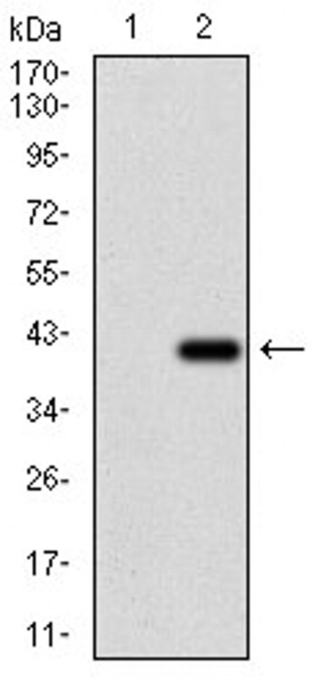RhoF Antibody in Western Blot (WB)