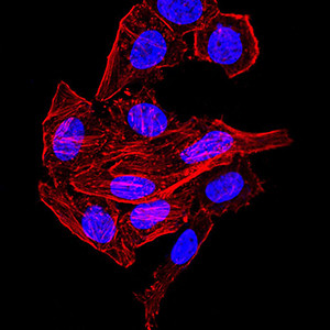 Synapsin 1 Monoclonal Antibody (7H10G6) | Invitrogen (MA5-31919)