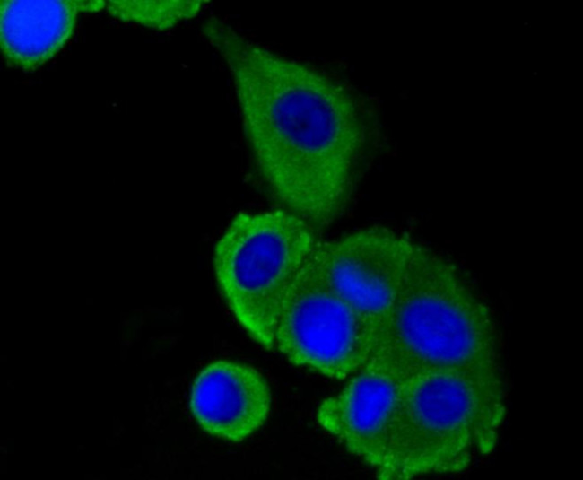 LRP1 Antibody in Immunocytochemistry (ICC/IF)