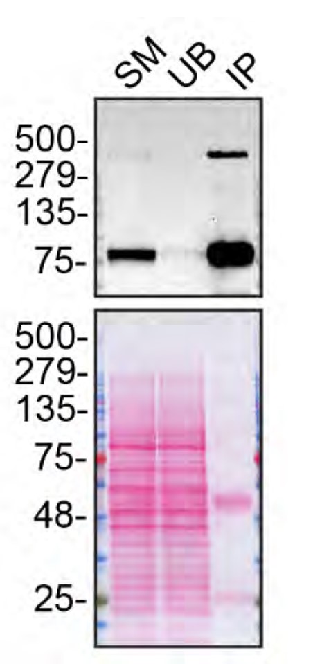 LRP1 Antibody in Immunoprecipitation (IP)