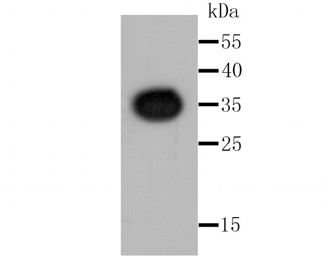 Renilla luciferase Antibody in Western Blot (WB)