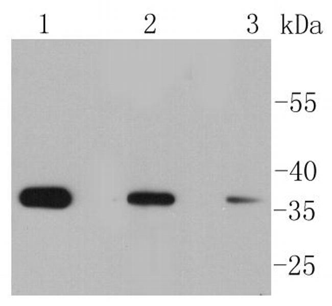 Phospho-EIF2S1 (Ser51) Antibody in Western Blot (WB)