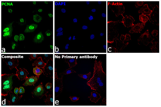 PCNA Antibody in Immunocytochemistry (ICC/IF)