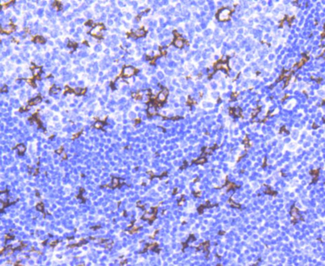 CD11c Antibody in Immunohistochemistry (Paraffin) (IHC (P))