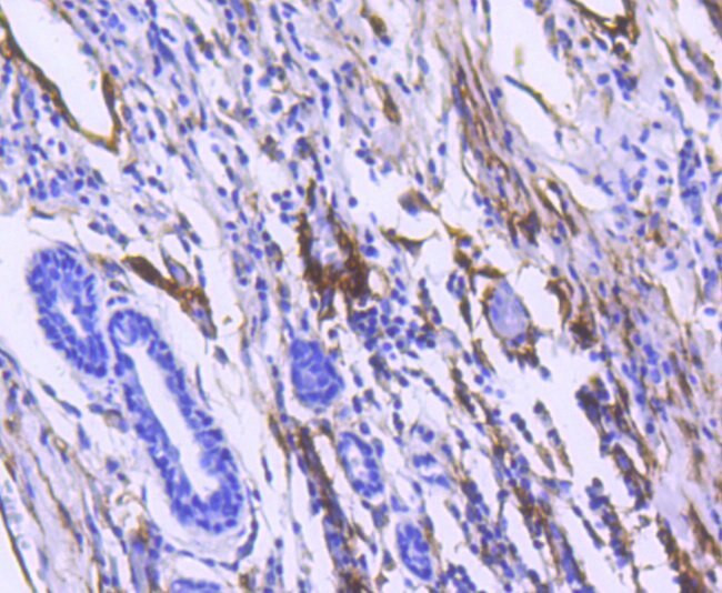 CD90 (Thy1) Antibody in Immunohistochemistry (Paraffin) (IHC (P))