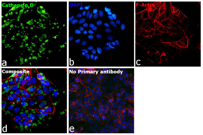 Cathepsin D Antibody in Immunocytochemistry (ICC/IF)