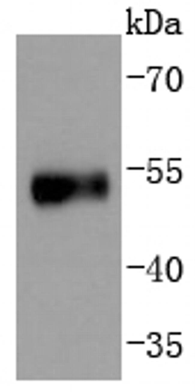 Phospho-p53 (Ser376) Antibody in Western Blot (WB)