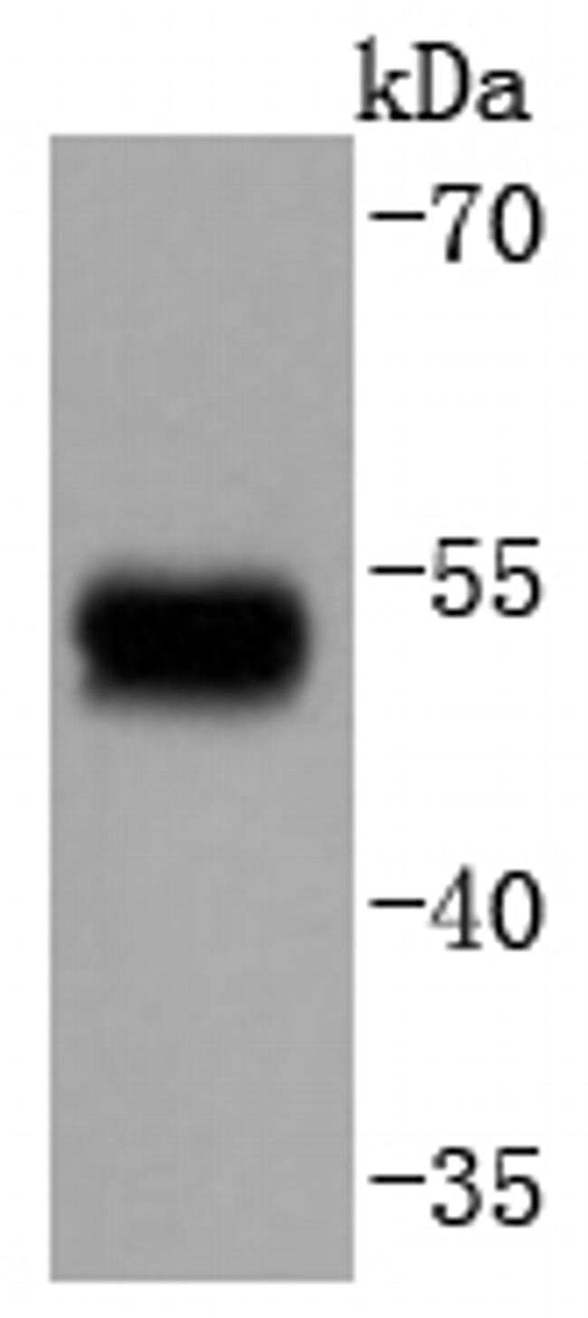 Phospho-GATA3 (Ser308) Antibody in Western Blot (WB)