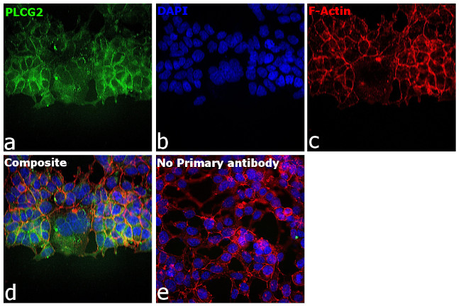 Sodium Potassium ATPase Antibody in Immunocytochemistry (ICC/IF)
