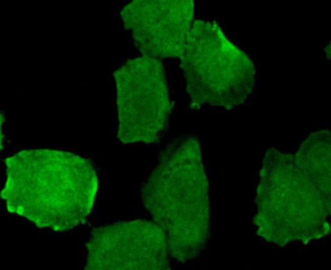 Phospho-EGFR (Tyr1173) Antibody in Immunocytochemistry (ICC/IF)