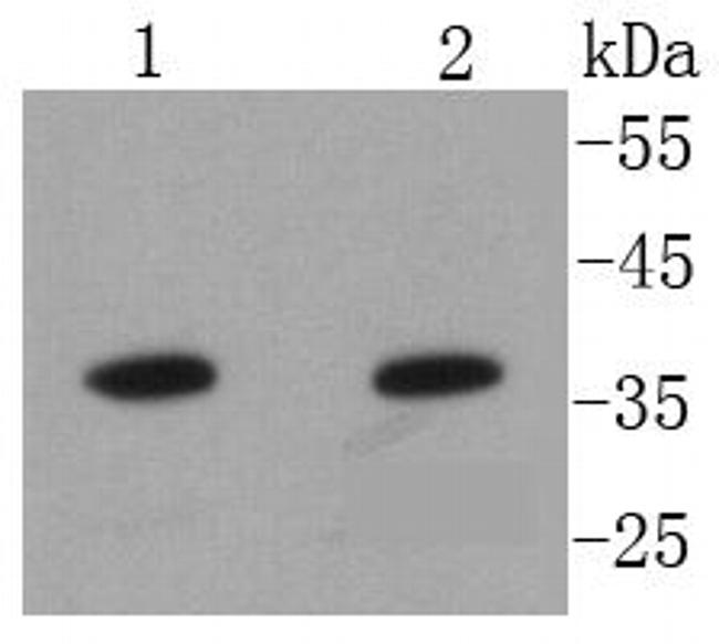 Annexin A10 Antibody in Western Blot (WB)
