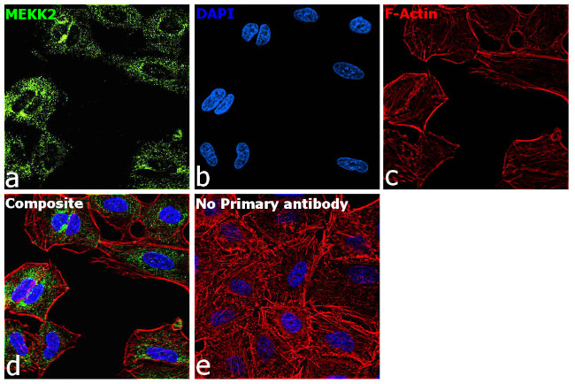 MEKK2 Antibody in Immunocytochemistry (ICC/IF)