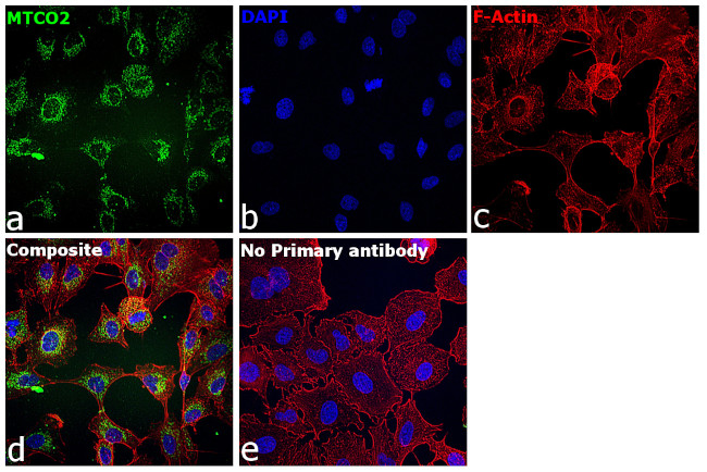 MTCO2 Antibody in Immunocytochemistry (ICC/IF)