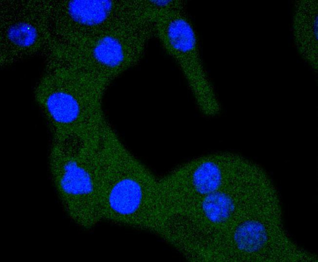 RPS20 Antibody in Immunocytochemistry (ICC/IF)