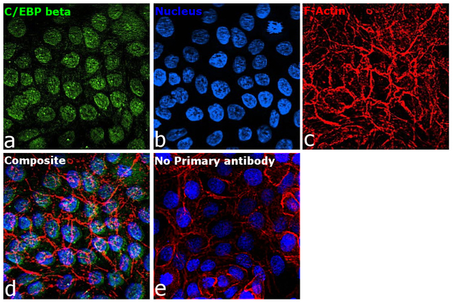 C/EBP beta Antibody in Immunocytochemistry (ICC/IF)