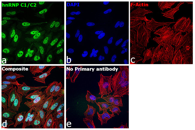 hnRNP C1/C2 Antibody in Immunocytochemistry (ICC/IF)