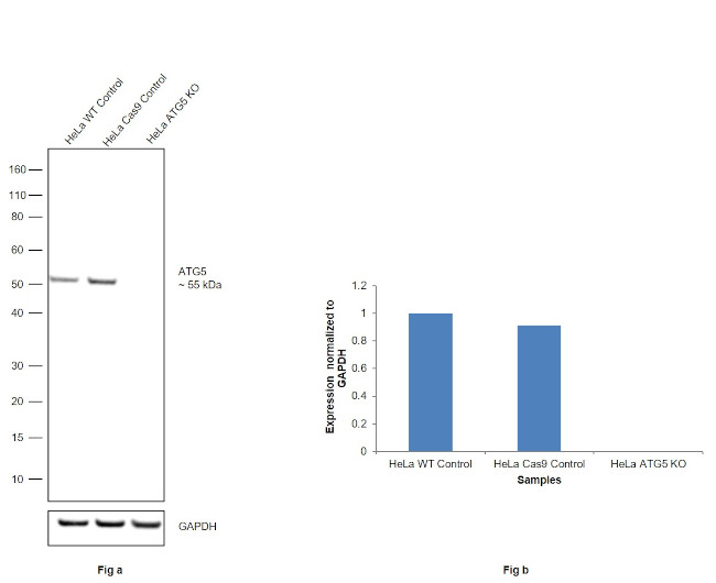 ATG5 Recombinant Rabbit Monoclonal Antibody (SN73-07) | Invitrogen (MA5 ...