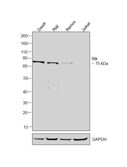 Btk Antibody in Western Blot (WB)