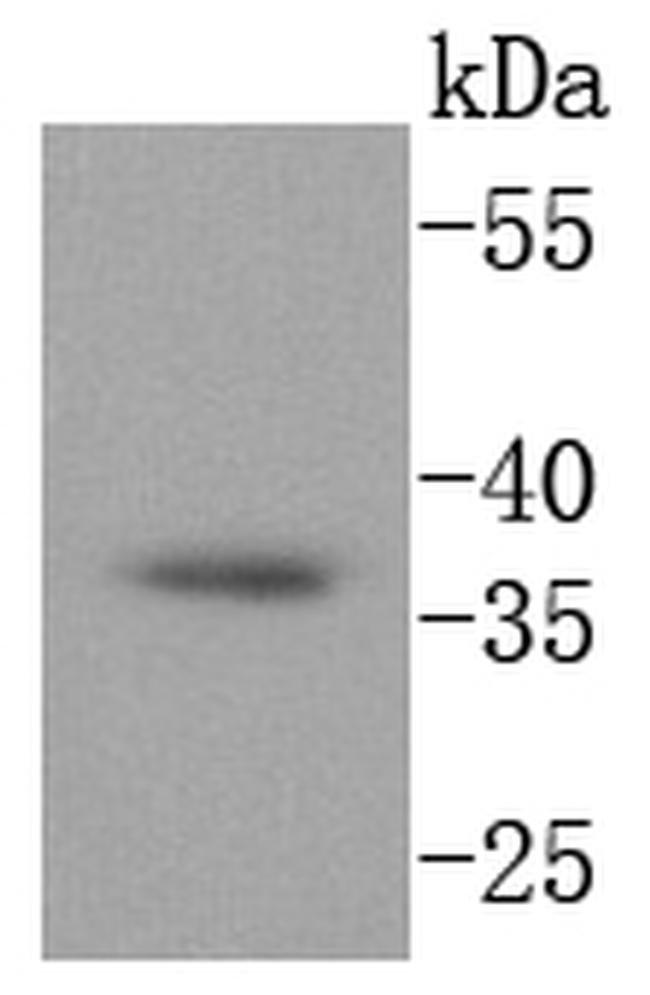 CD68 Antibody in Western Blot (WB)
