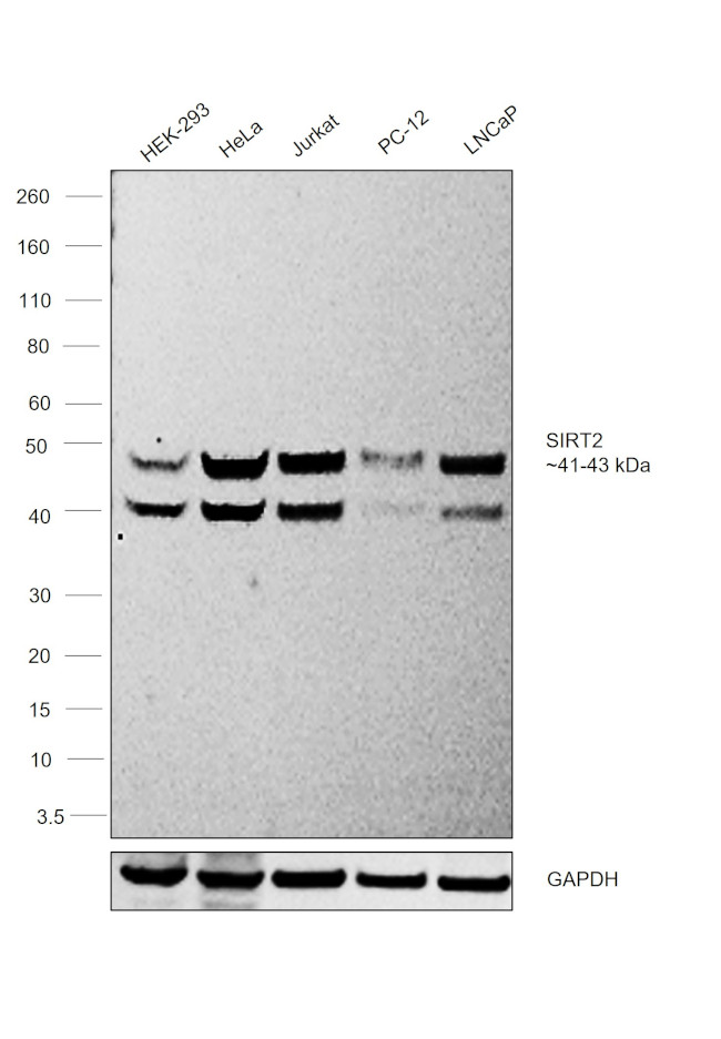 SIRT2 Antibody in Western Blot (WB)