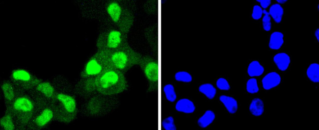 Cyclin A2 Antibody in Immunocytochemistry (ICC/IF)
