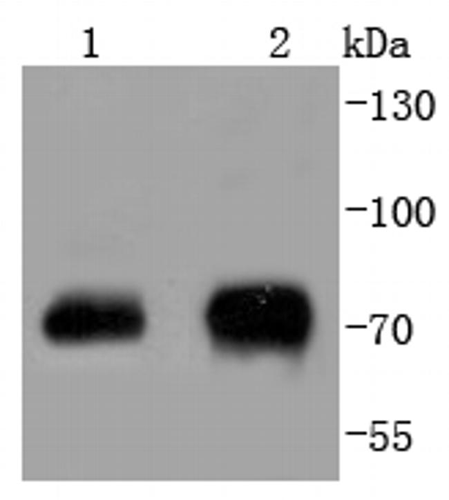 Phospho-c-Raf (Ser43) Antibody in Western Blot (WB)