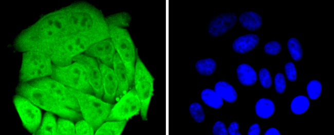 HSPA4 Antibody in Immunocytochemistry (ICC/IF)