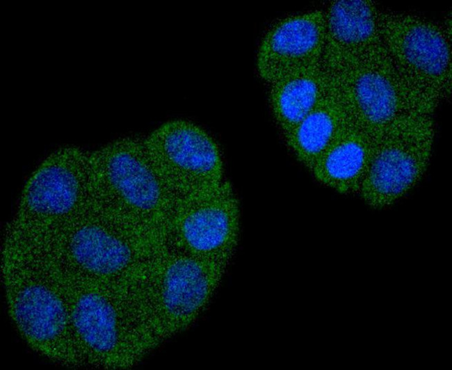 Cdc23 Antibody in Immunocytochemistry (ICC/IF)