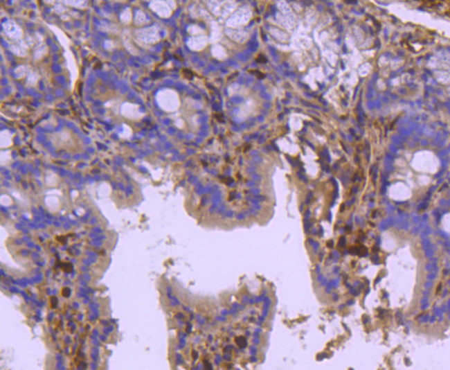 HSPA2 Antibody in Immunohistochemistry (Paraffin) (IHC (P))