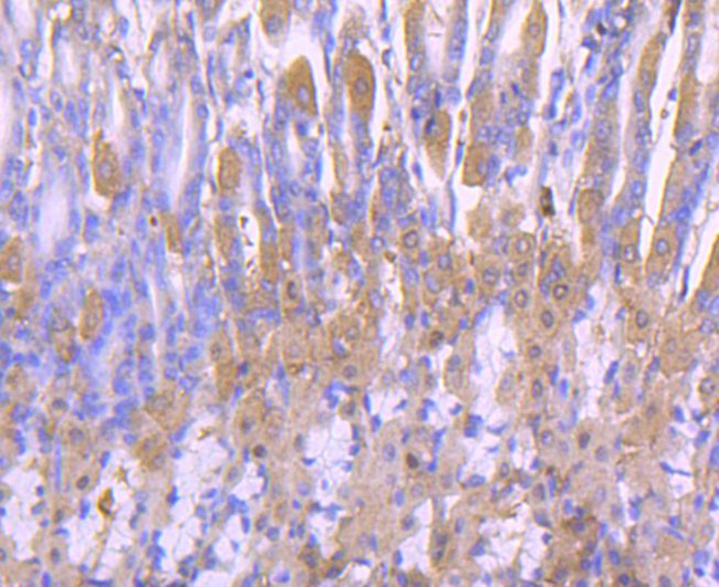 PRDX2 Antibody in Immunohistochemistry (Paraffin) (IHC (P))