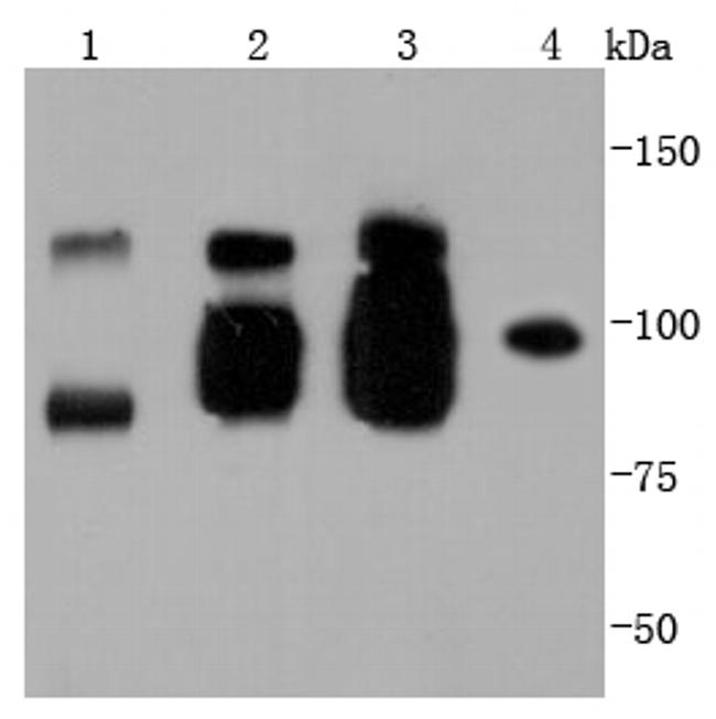 CD144 (VE-cadherin) Antibody in Western Blot (WB)